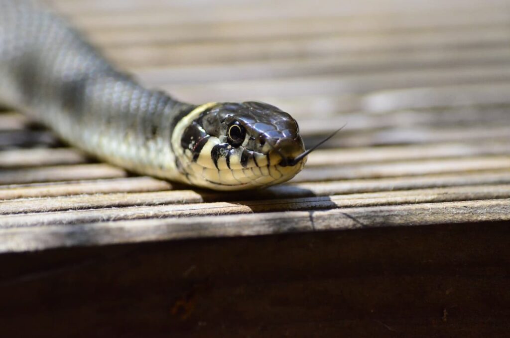 Serpents et volatiles