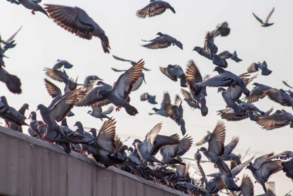 Dépigeonnage